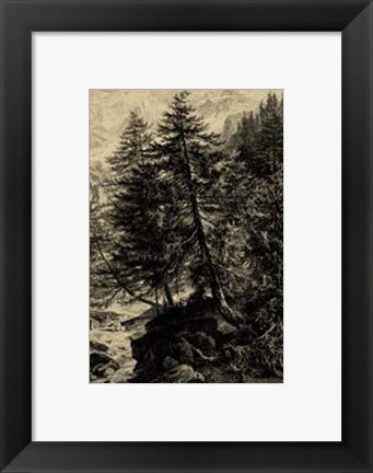 Framed Larch Tree Print