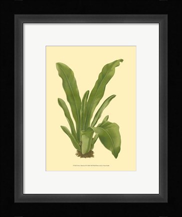 Framed Terra Collection II Print