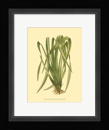 Framed Terra Collection III Print