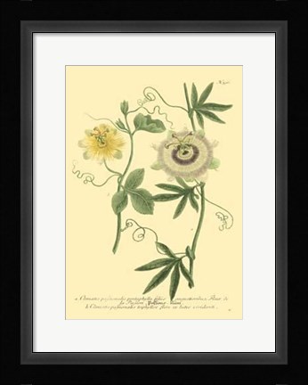 Framed Passion Flower I Print