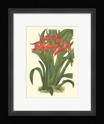 Framed Bountiful Garden IV Print
