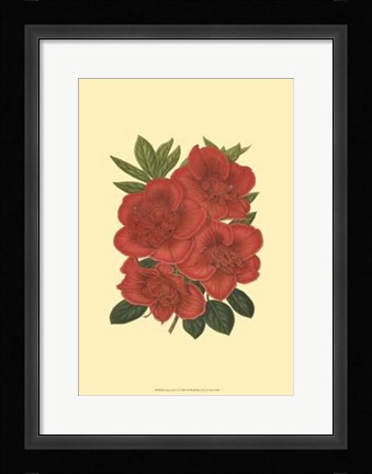 Framed Blooming Azalea IV Print
