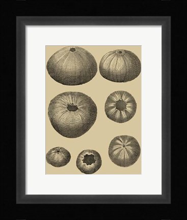 Framed Shells On Khaki I Print