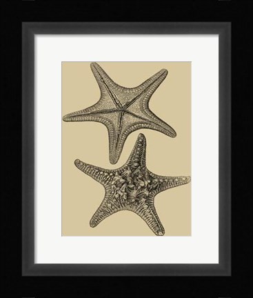 Framed Shells On Khaki II Print