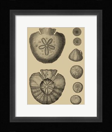 Framed Shells On Khaki III Print