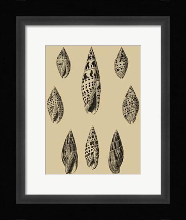 Framed Shells On Khaki IV Print