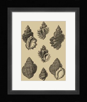 Framed Shells On Khaki V Print