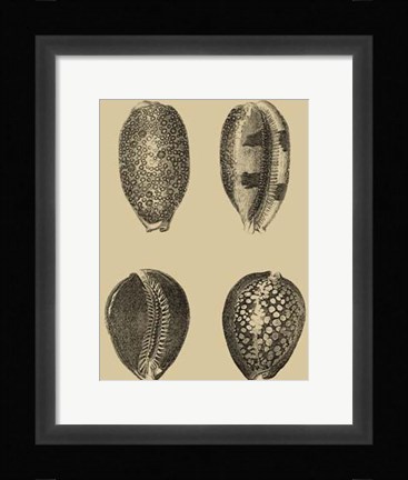 Framed Shells On Khaki VI Print