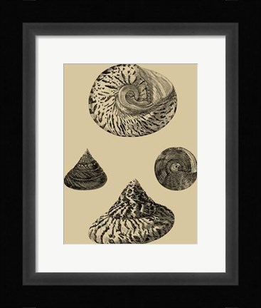 Framed Shells On Khaki VIII Print