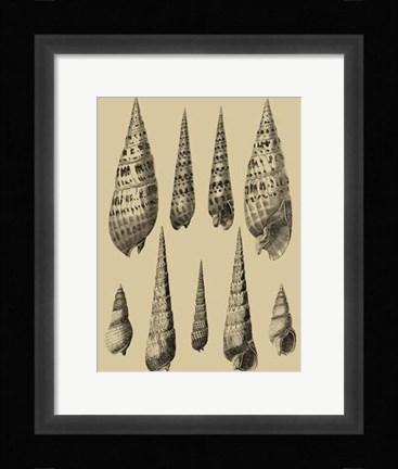 Framed Shells On Khaki IX Print