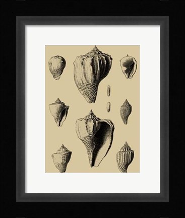 Framed Shells On Khaki X Print