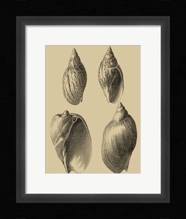 Framed Shells On Khaki XI Print