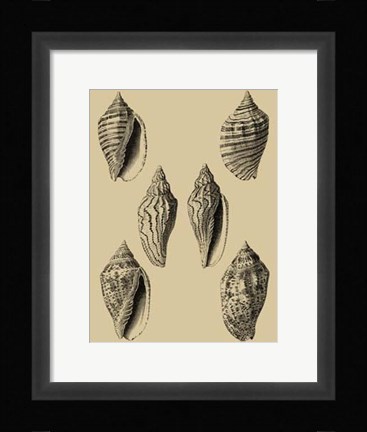 Framed Shells On Khaki XII Print