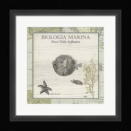 Framed Biologia Marina II Print