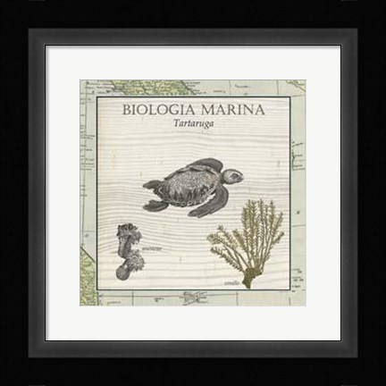 Framed Biologia Marina IV Print