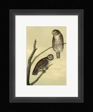Framed Columbian Day-Owl Print