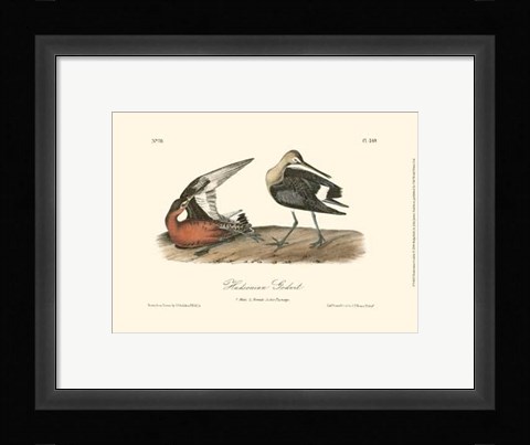 Framed Hudsonian Godwit Print