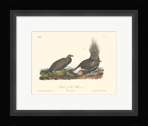 Framed Cock Of The Plains Print
