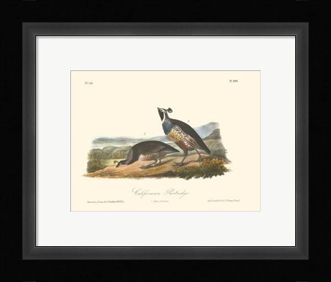 Framed California Partridge Print