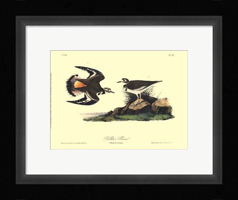 Framed Kildeer Plover Print