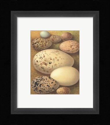 Framed Bird Egg Collection I Print