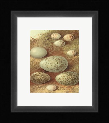 Framed Bird Egg Collection II Print