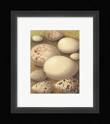 Framed Bird Egg Collection III Print