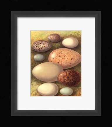 Framed Bird Egg Collection IV Print