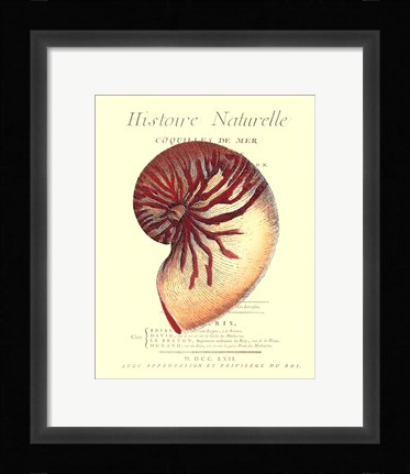 Framed Coquilles De Mer I Print