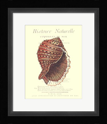 Framed Coquilles De Mer IV Print