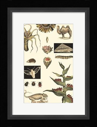Framed Nature's Curio III Print