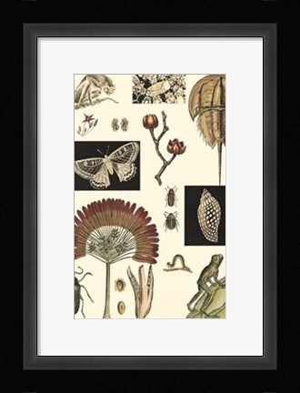 Framed Nature's Curio IV Print