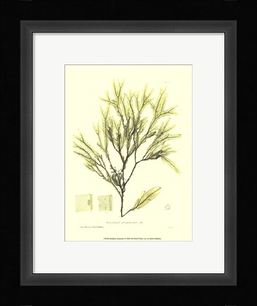 Framed Seaweed I Print