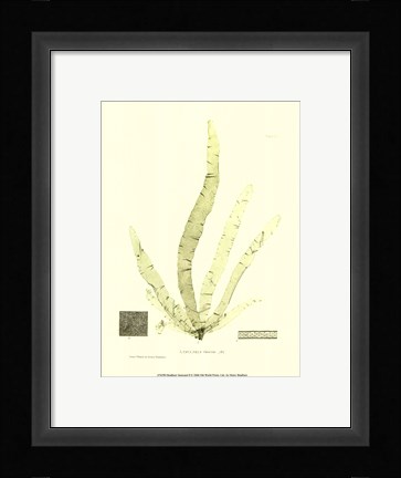 Framed Seaweed II Print