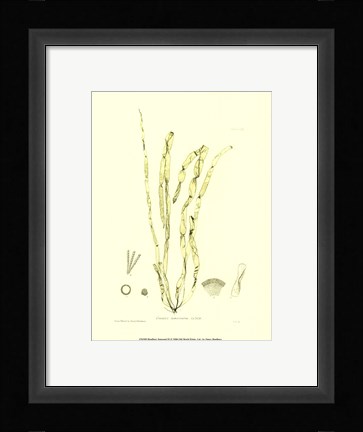 Framed Seaweed III Print