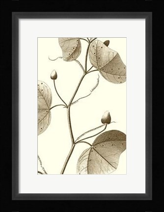 Framed Cropped Sepia Botanical IV Print