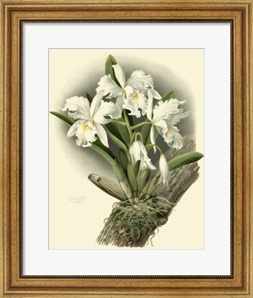 Framed Dramatic Orchid I Print