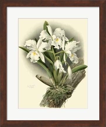 Framed Dramatic Orchid I Print