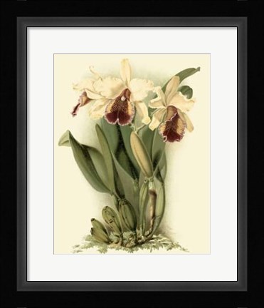 Framed Dramatic Orchid II Print