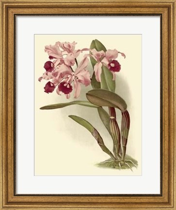 Framed Dramatic Orchid III Print