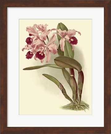 Framed Dramatic Orchid III Print