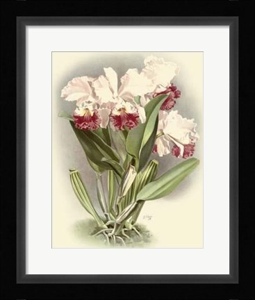 Framed Dramatic Orchid IV Print