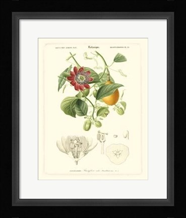 Framed Lush Tropical II Print