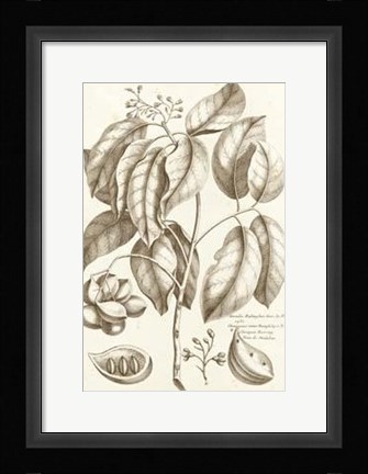 Framed Sepia Buchoz Exotics II Print