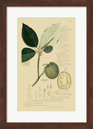 Framed Descubes Tropical Fruits II Print