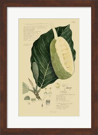 Framed Descubes Tropical Fruits IV Print