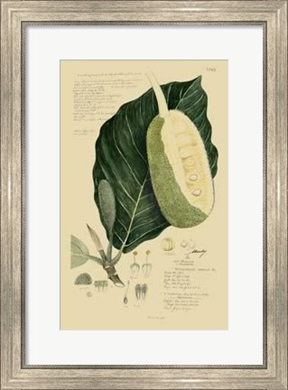 Framed Descubes Tropical Fruits IV Print