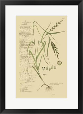 Framed Descubes Ornamental Grasses I Print