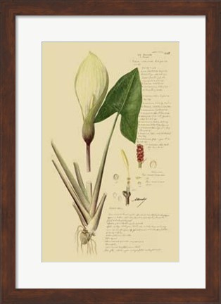 Framed Descubes Aroid Plant III Print