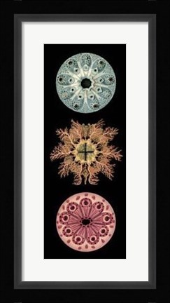 Framed Kaleidoscope Anemone I Print